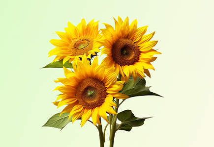 凯时KB88·(中国区)官方网站